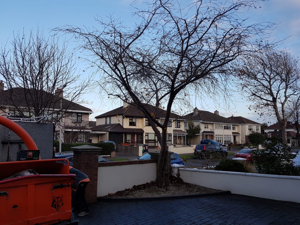 Tree Care Tree Surgery Crown Reduction Dublin Tree Surgeon