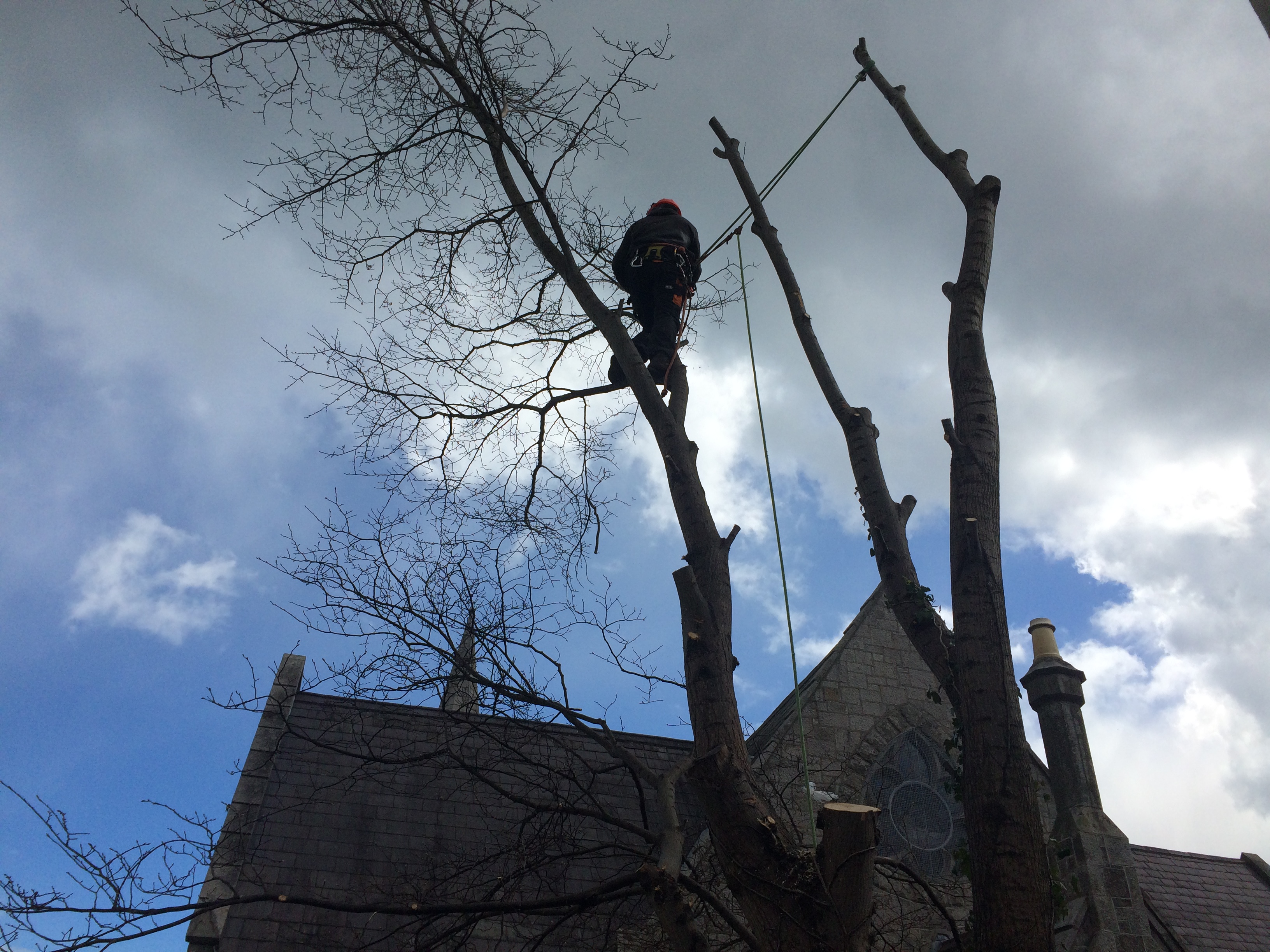 Emergency Tree Removal in Dublin and Wicklow | Crown Tree Services