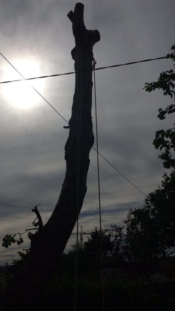 Tree Care Tree Surgery A poplar tree stem in the process of being cut down in Sallynoggin by Dublin tree surgeons