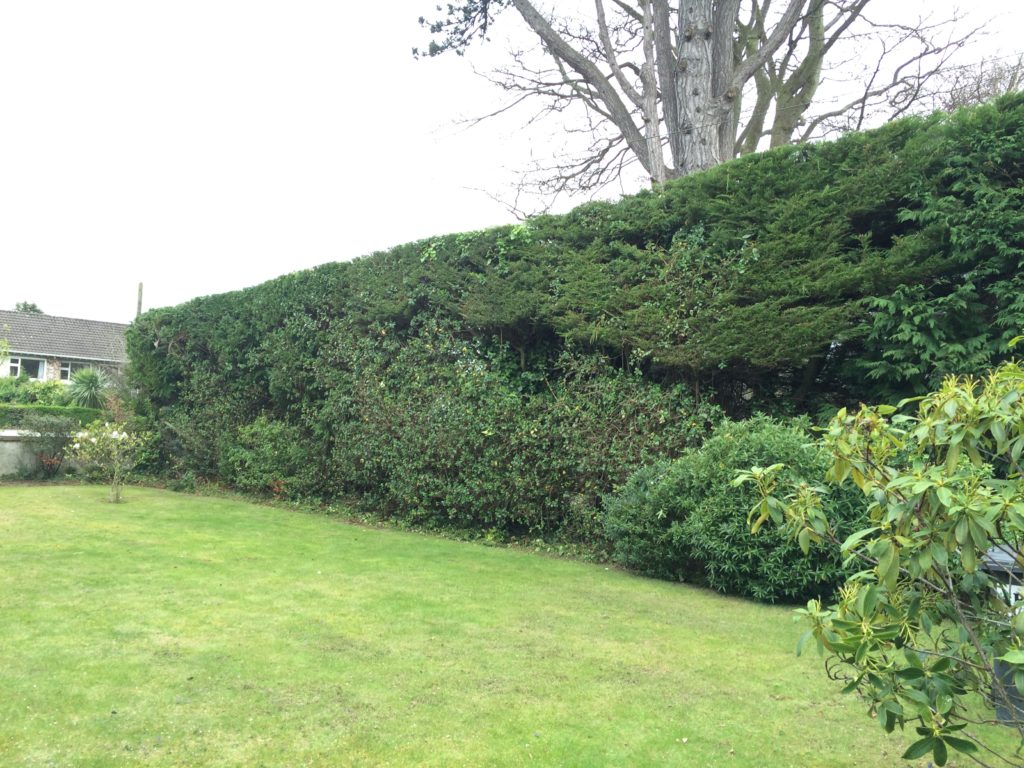 Macrocarpa evergreen hedge after being trimmed in a Dublin 18 garden