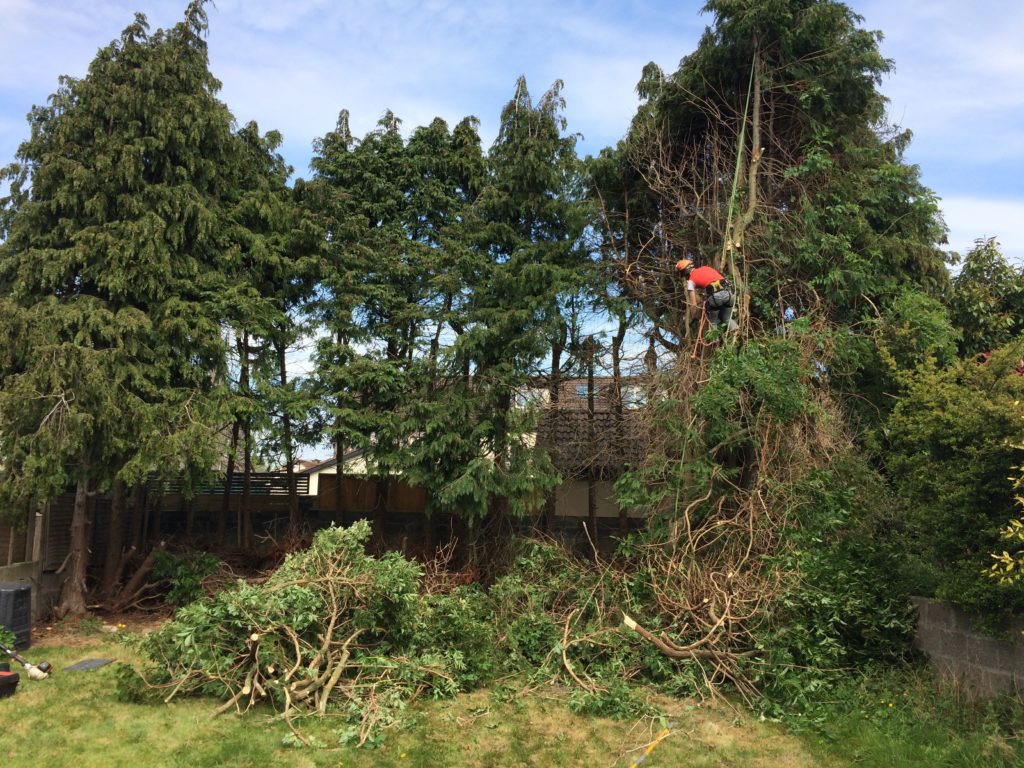 Site Clearance Tree Removal Row of trees being taken down by a tree surgeon in Dublin