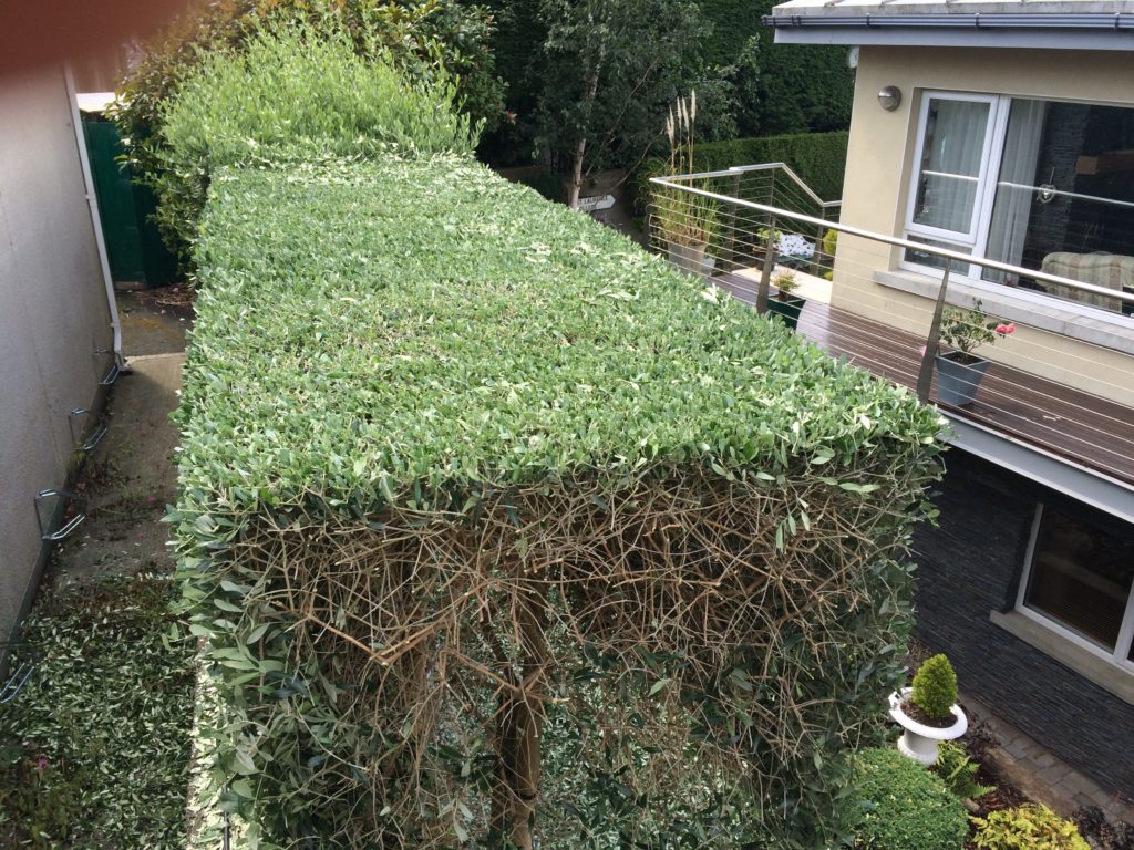 Olive hedge getting a short back and sides Dublin hedge trimming service. Watching for nests. Tree surgery ethics. Nesting birds