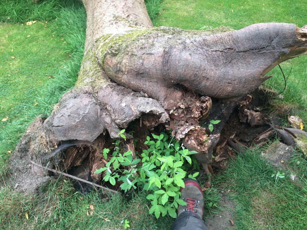 Snapped rotten roots of a fallen laburnum tree in Dublin, tree danger duty of care. Notify owners. Ethics