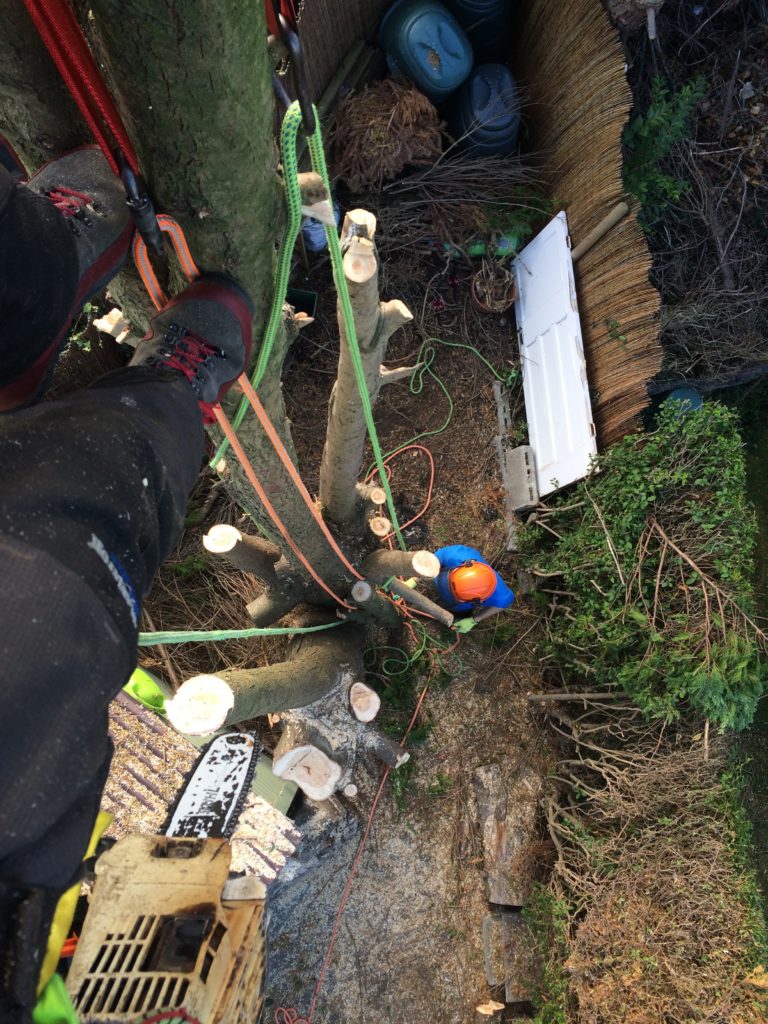 Tree Care Tree Surgery Aerial shot of a Goatstown tree surgery company dismantling a multi-stemmed cypress tree in Dublin