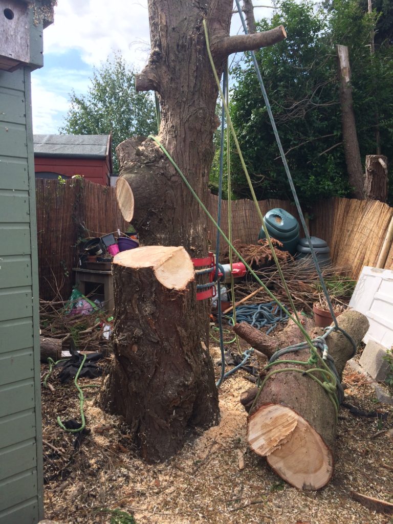 Tree Care Tree Surgery Dismantling a large cypress tree over a shed in a Dublin 16 back garden Dublin