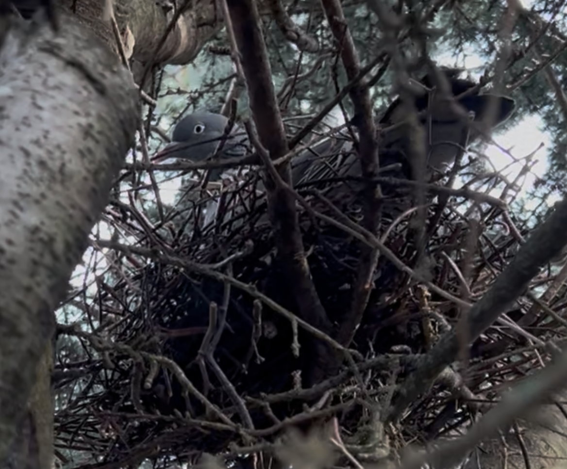 Late nesting wood pigeon discovered during cedar pruning work in Cornelscourt